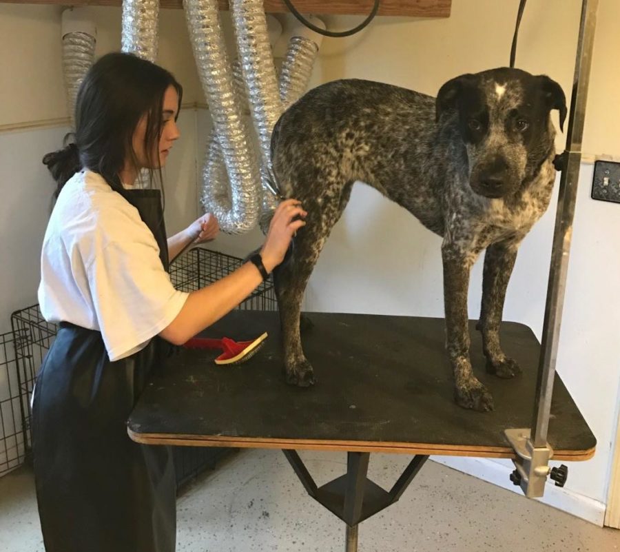 Hallie Tyarks trims one of her own dogs.