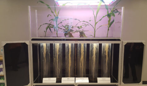 Plants at Monsanto used for testing different types of bug repellents.