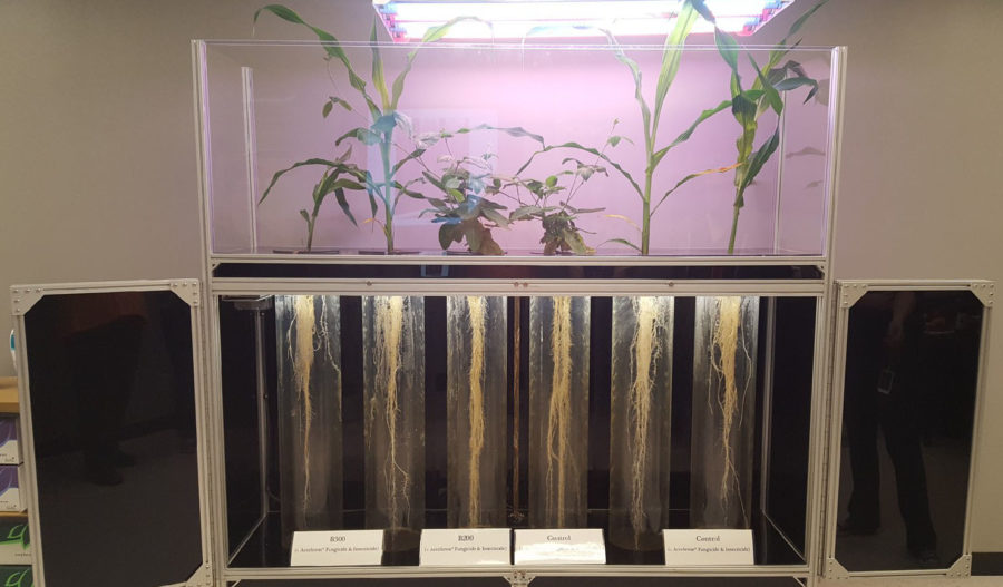 Plants at Monsanto used for testing different types of bug repellents.