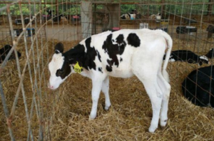 Holy cow, the cow that Mr. Schumachers class adopted. . 