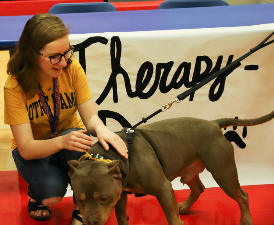 Junior Audrey Chambers plays with one of the therapy dogs. They were a major draw of the De-Stress event.