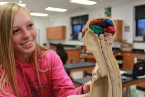 Junior Mandy OHearn and other HBS students fill in the half-skeleton with modeling clay, to help visualize the inner-workings of the human body.