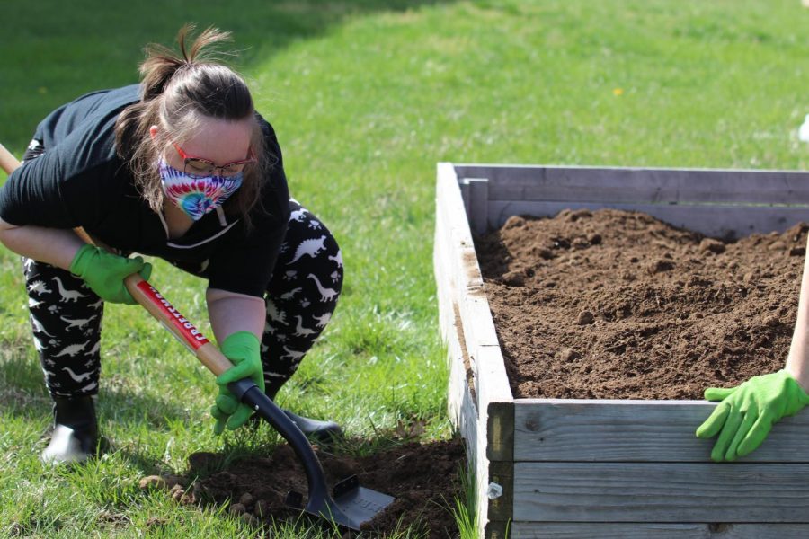 Junior Bella Tegtmeier scoops up soil into the garden bed. 