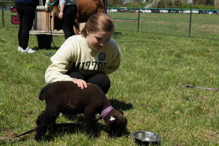 Senior Aly Scudder pets a baby sheep.