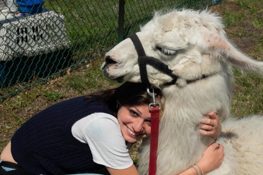 Senior Fiona Flynn hugs the llama.