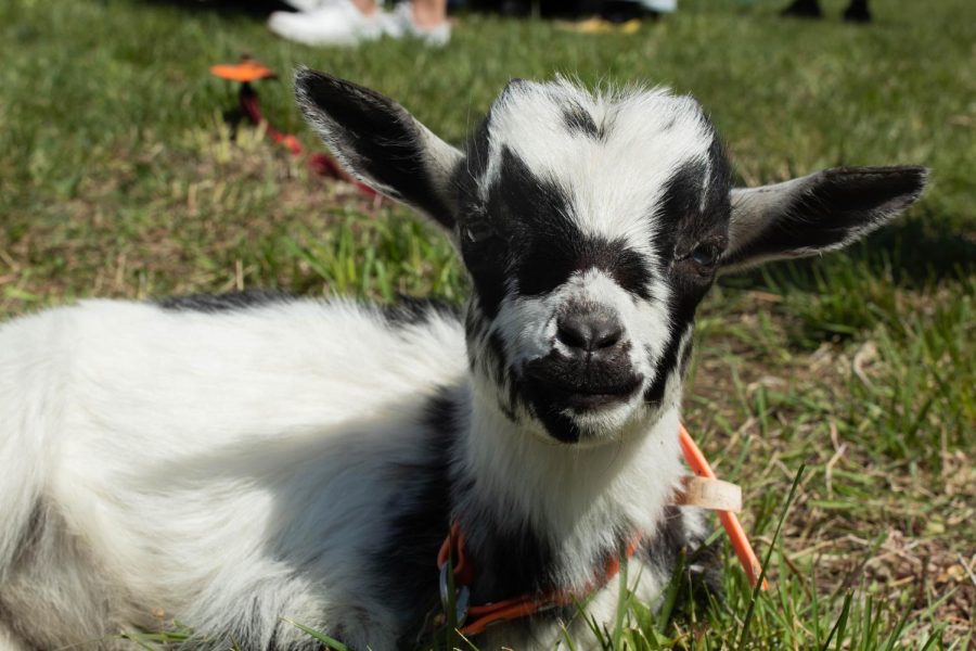 One of the baby goats takes a break in the sun.
