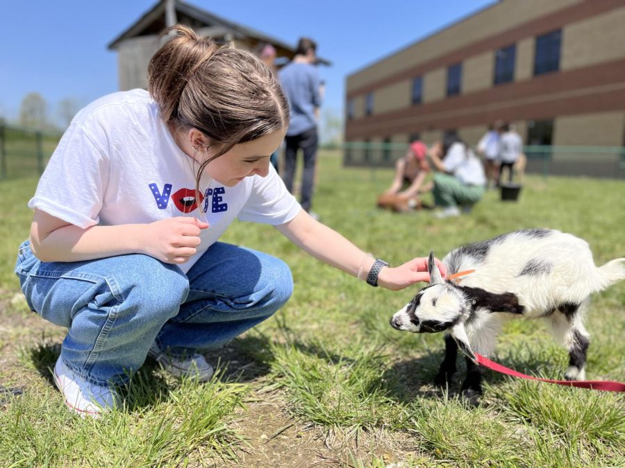 Senior Amanda Yoder pets a baby goat at the petting zoo hosted by the library.