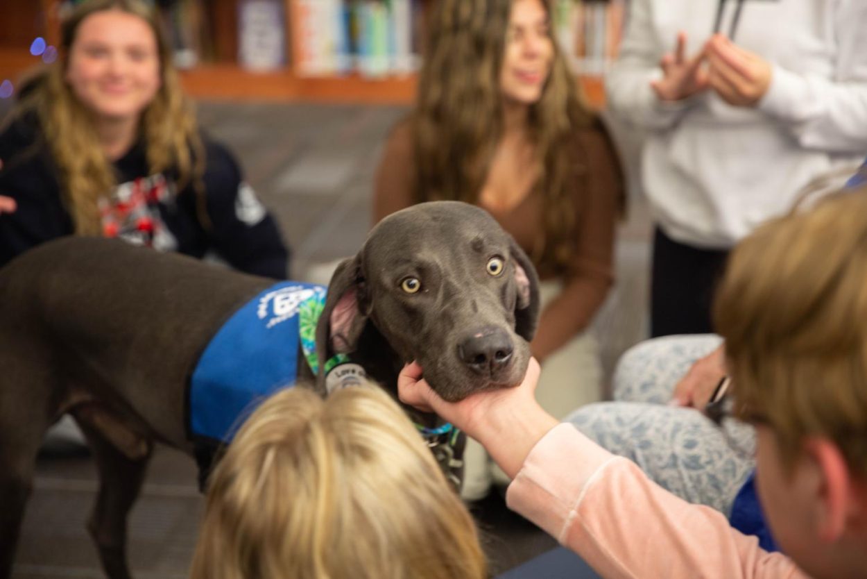 Calming Canines: Love on a Leash Therapy Dogs Bring Comfort to Students ...