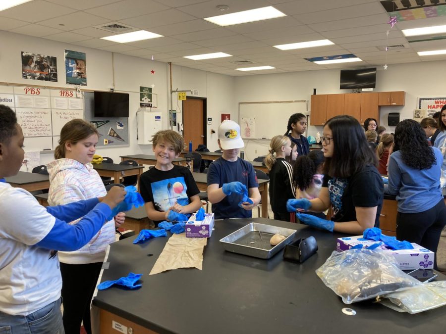 Senior Sophia Fiorino instructs the students to put on gloves before she starts dissecting the kidney and teaching them about the organs function.