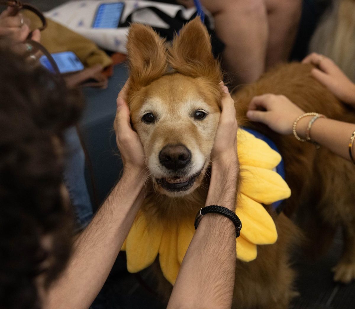 Love On A Leash brought joy and smiles to Liberty students. 