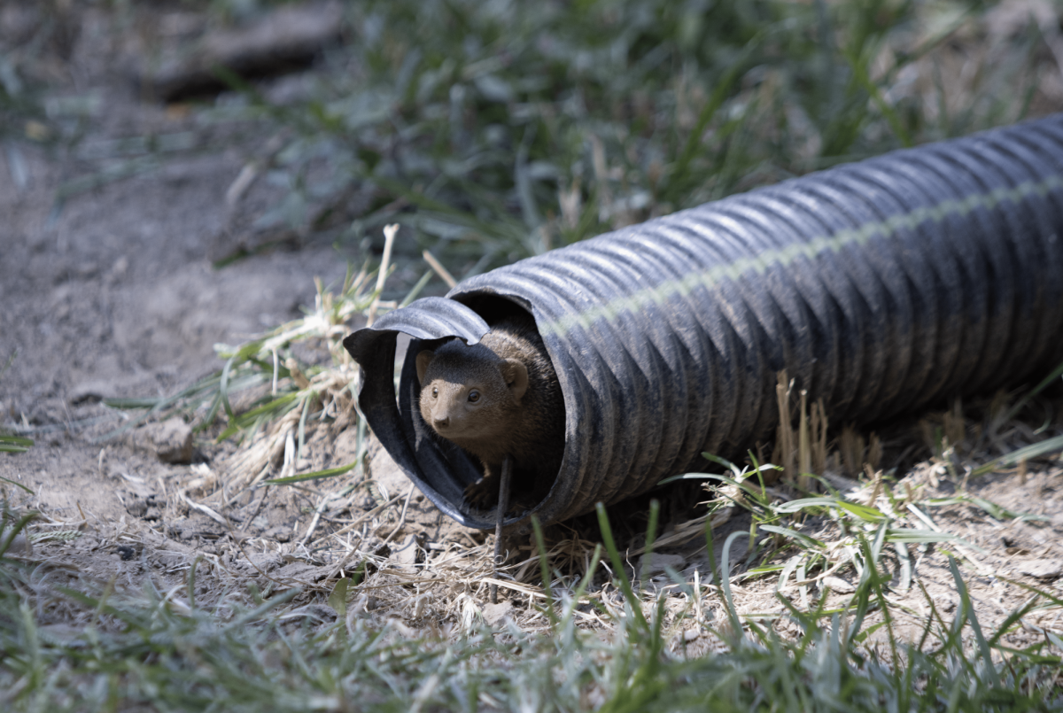 A dwarf mongoose peeks out of one of the many tubes provided in its habitat. Dwarf mongooses are especially curious and playful, which is reflected by the enrichment provided to them.