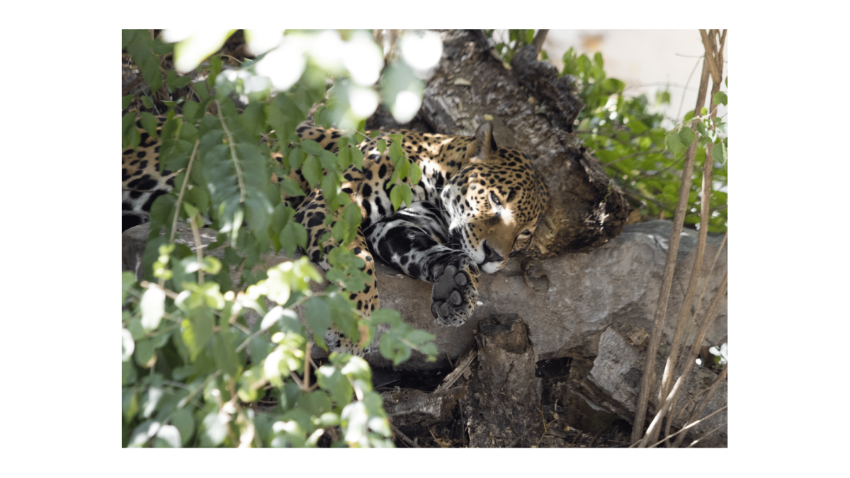 A resting leopard looks up at visitors. The Saint Louis Zoo recently facilitated the birth of two critically endangered amur leopard cubs. Only about 100 of these big cats remain in the wild.