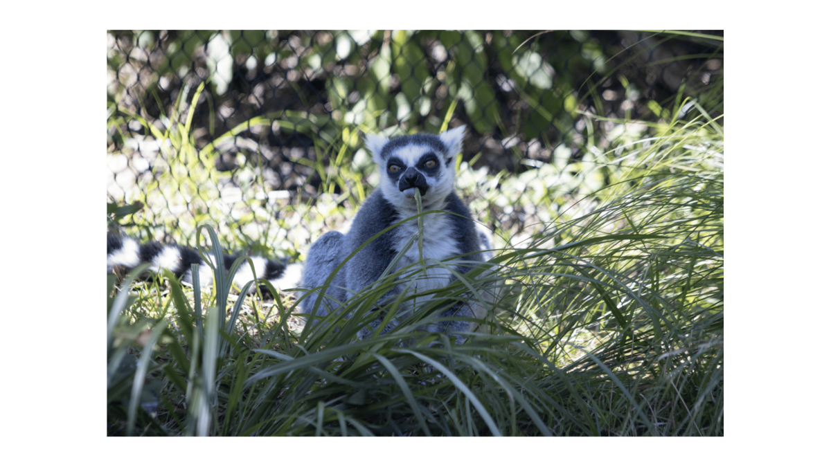 There is no question that a person will hear people critique the enrichment and entertainment of animals in zoos. This brings up the question, do they deserve this criticism?