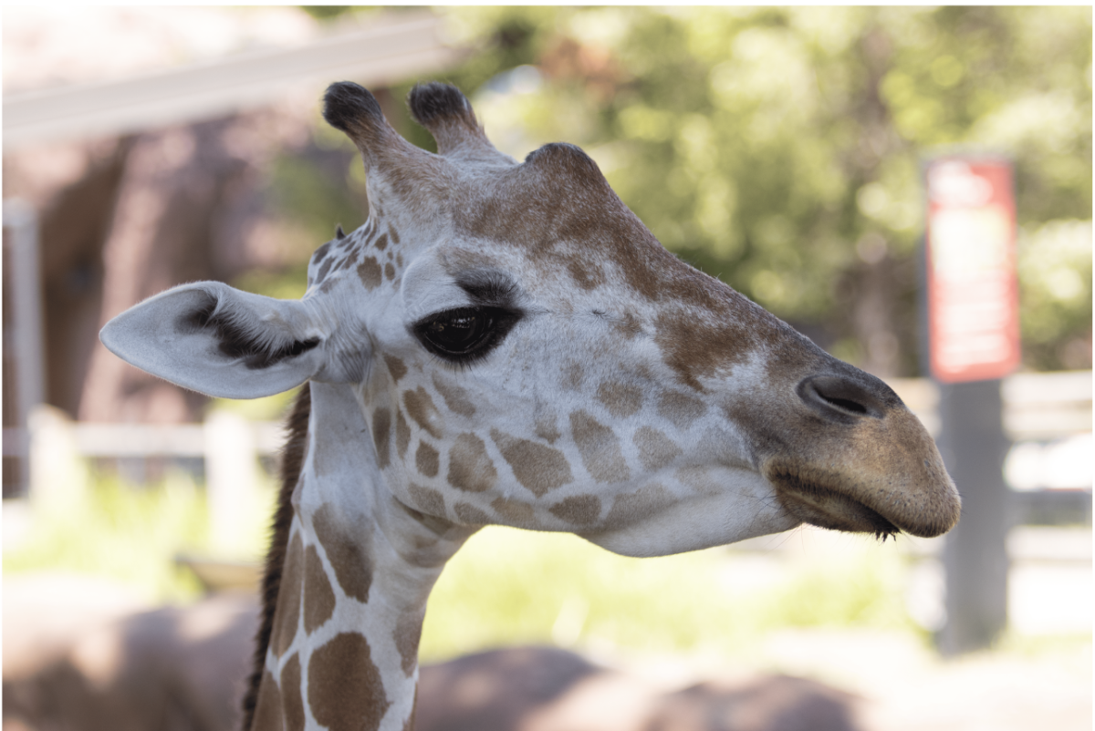 A female giraffe takes a break from eating to look at her food selection. The Saint Louis Zoo recently added a giraffe feeding experience. The giraffes reach out to visitors holding lettuce with their 18 inch tongues.