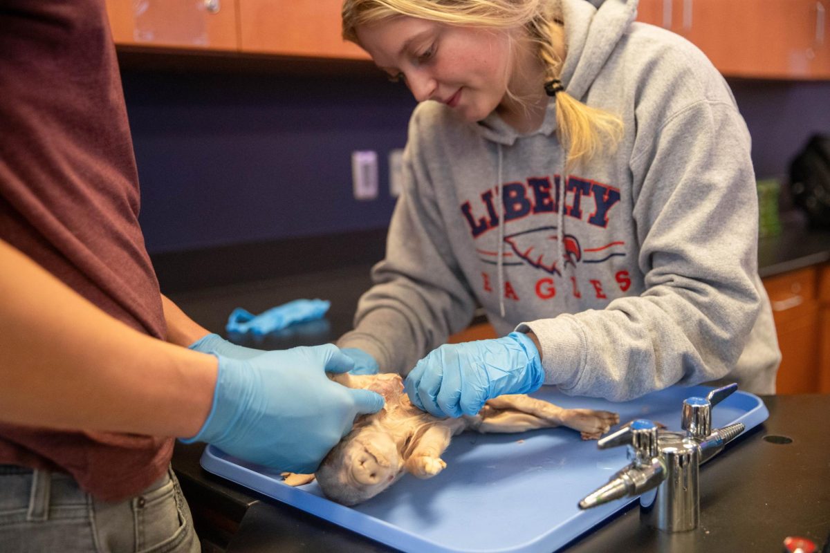 Kylie Richardson (12) skins pig to reveal superficial muscles.