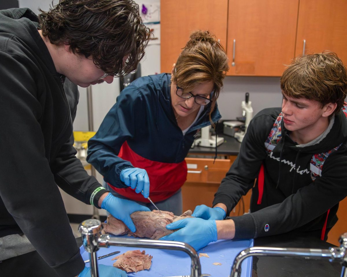 Ms. Meuser demonstrates to students where to cut the piglet.