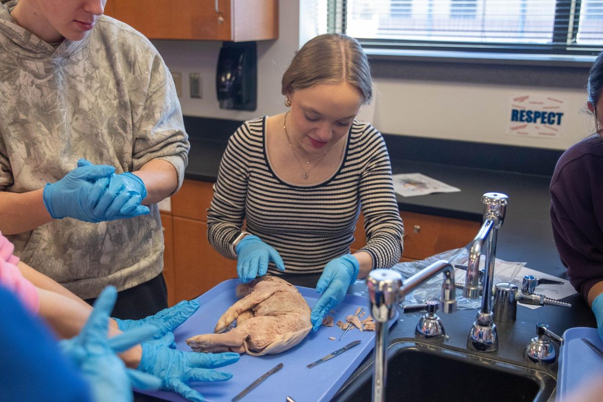 Caroline Blankenship (11) examines the piglet while her group looks on.
