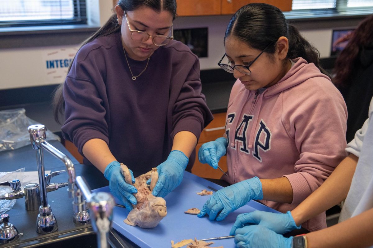 Alissa Bybee (11) and Lesley Caamano-Briones (11) work on their dissection of the pig skin.