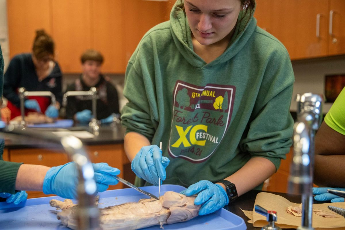 Mary-Jane Fleming (12) cuts into the piglet cadaver.