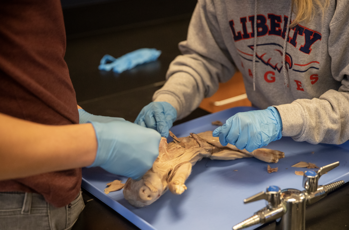 Students in Ms. Meuser's anatomy class learn about superficial muscles with a hands on pig dissection.