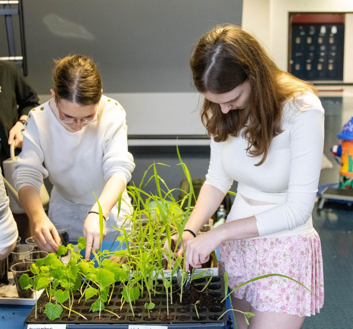 Garden club president, Izzy Hufty (12), works to prepare plants to be transferred to the new greenhouses.