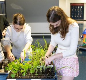Garden club president, Izzy Hufty (12), works to prepare plants to be transferred to the new greenhouses.