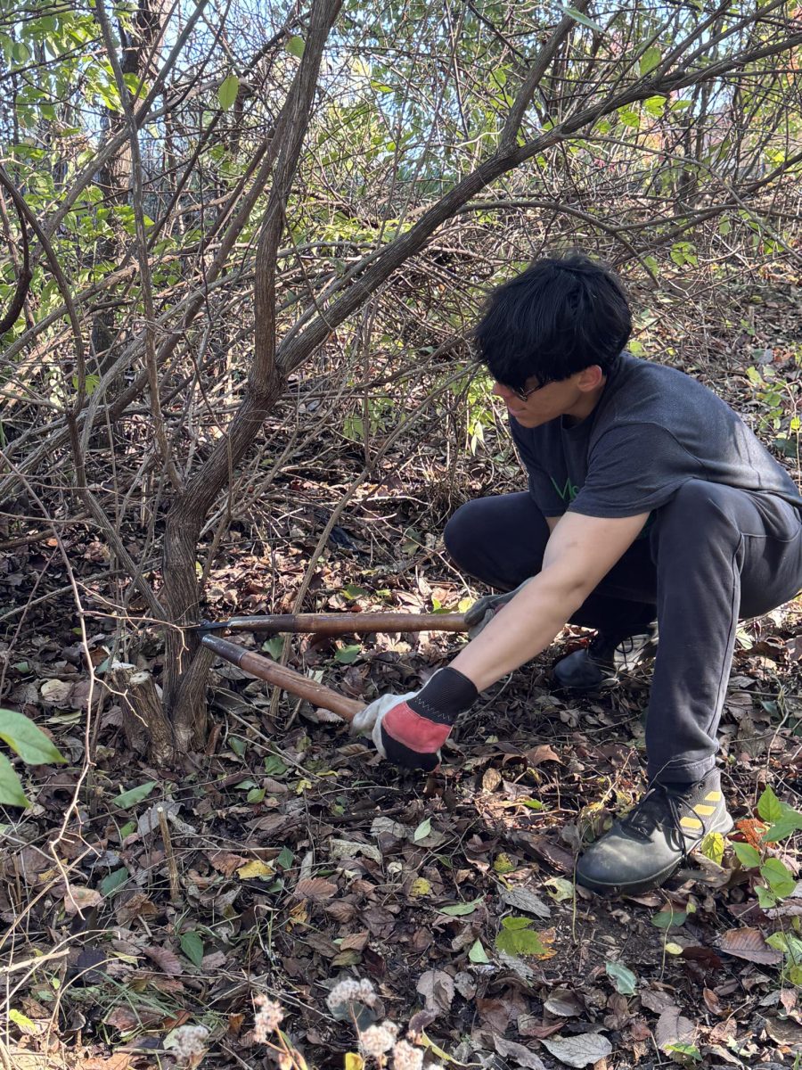 Alexander Bley (12) work on clearing the invasive plant honeysuckle. 