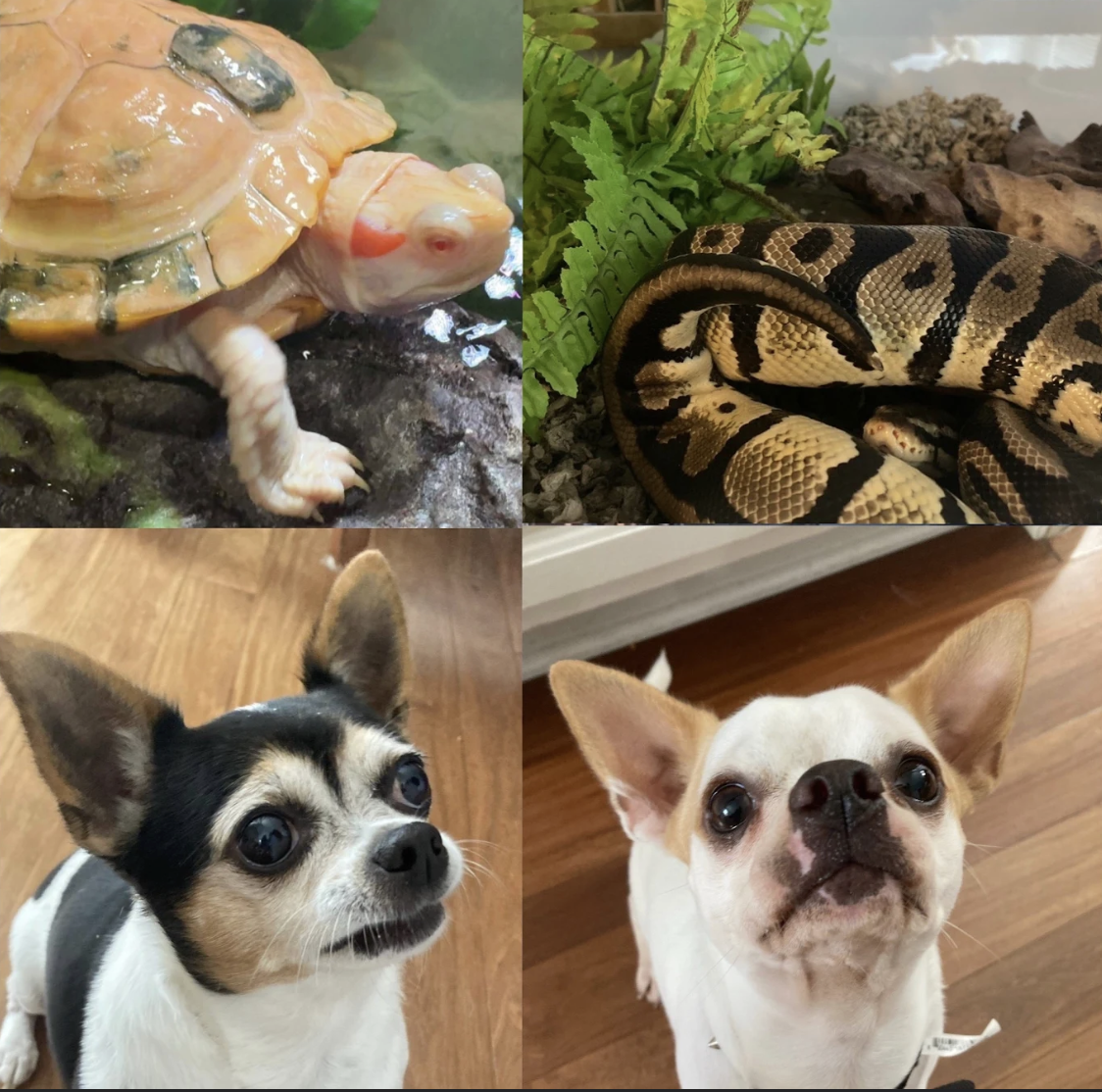 Josephine Blanton (11) has a total of eight pets at her house. 